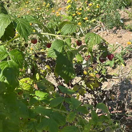 Nature Sarajevo 別荘 Rakovica
